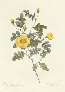 Rosa Eglanteria Luteola de Pierre Joseph Redouté